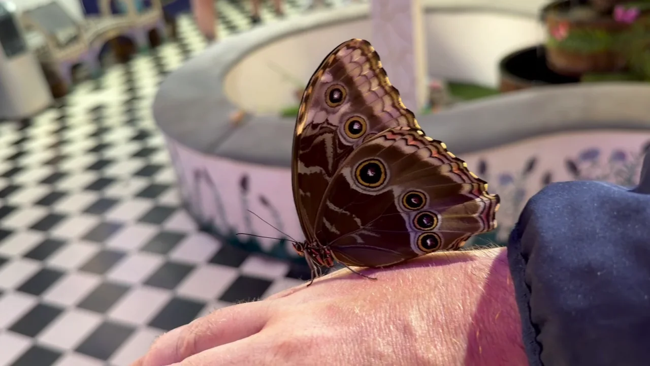 Butterfly House attraction in Kraków