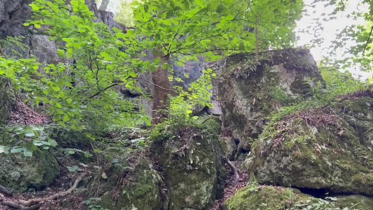Limestone and woodland trails in Las Wolski