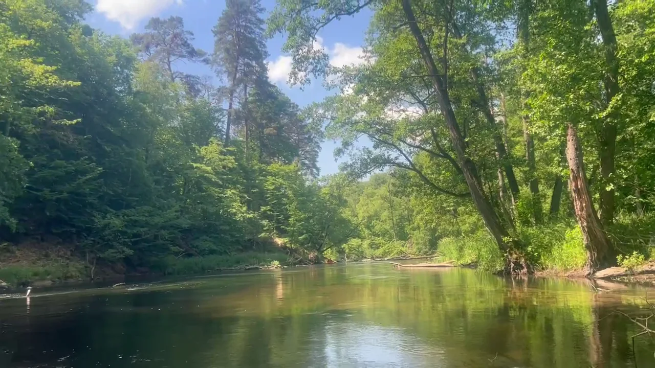 Brda River through forest