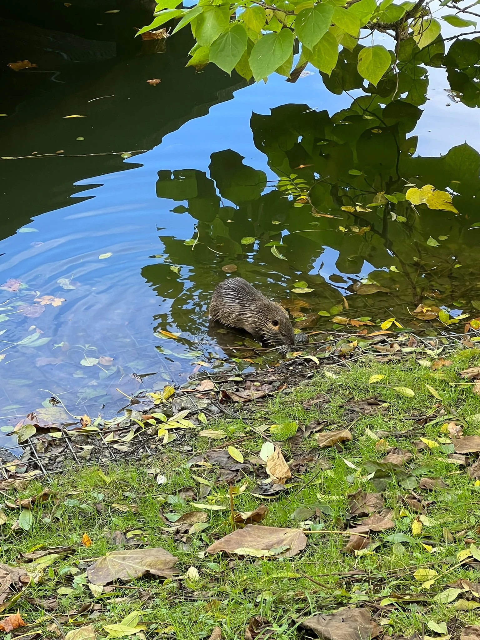 Beaver emerging from the water at the edge of a pond