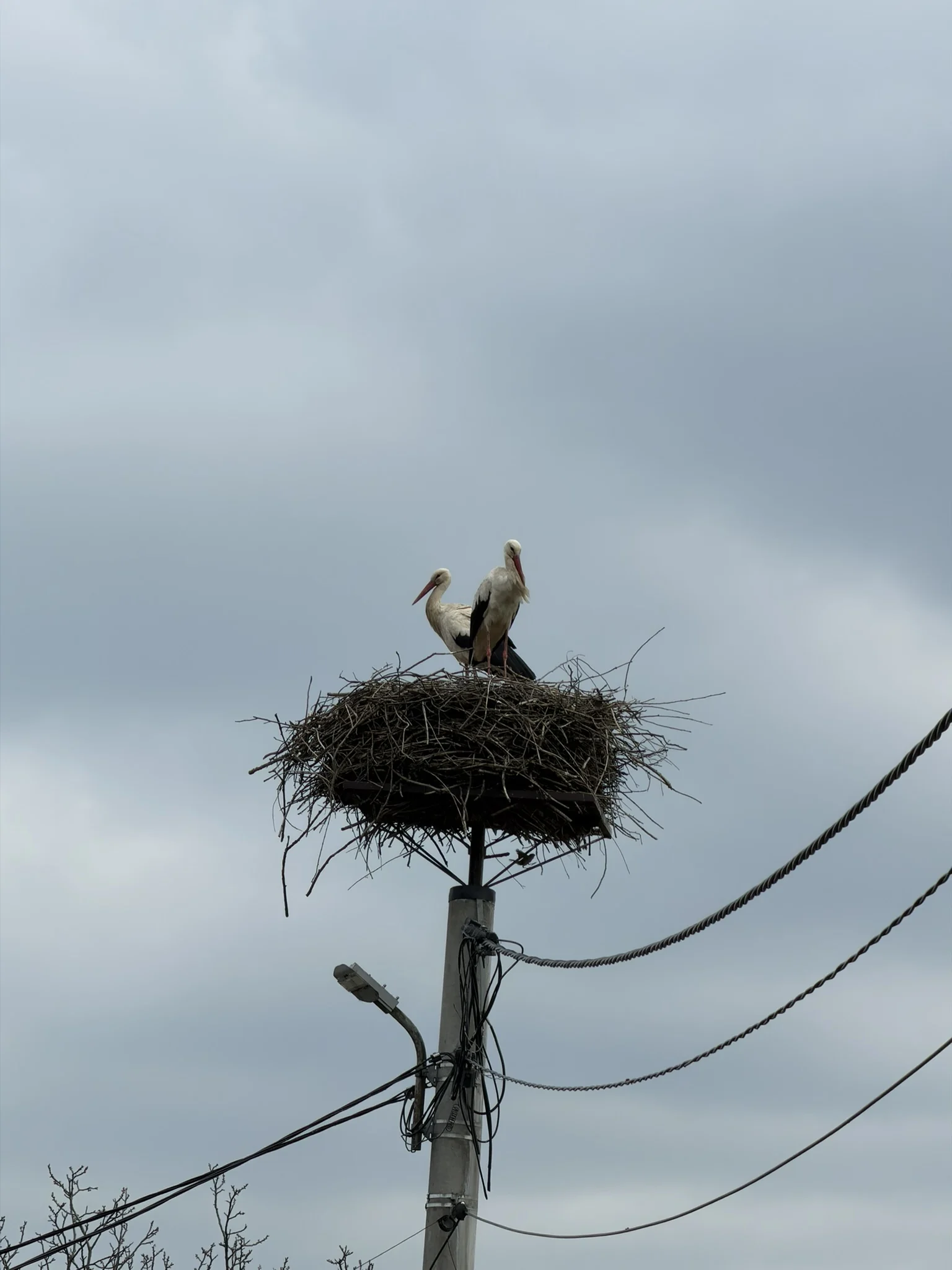 White storks standing in a nest on top of a utility pole