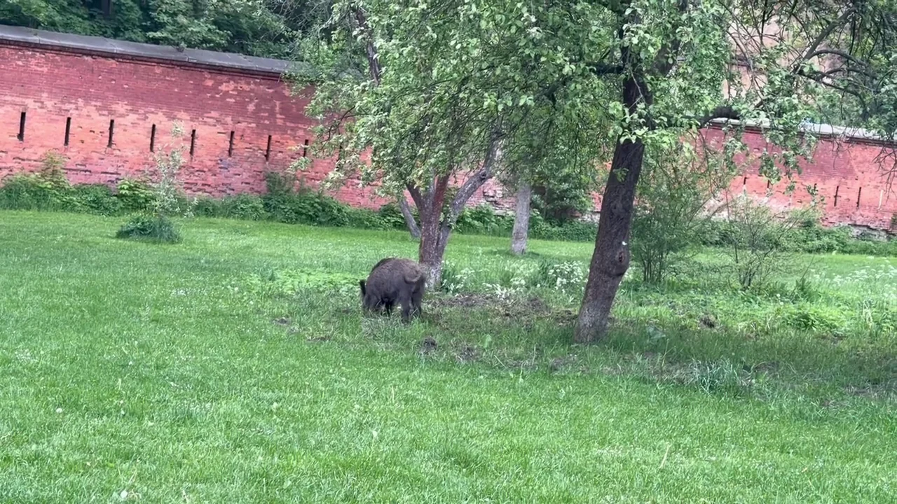 Wild boar in grassy parkland