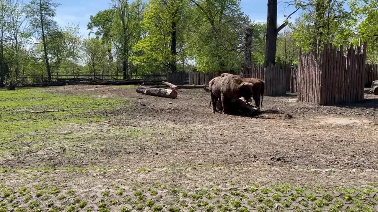 European bison in enclosure at Warsaw Zoo