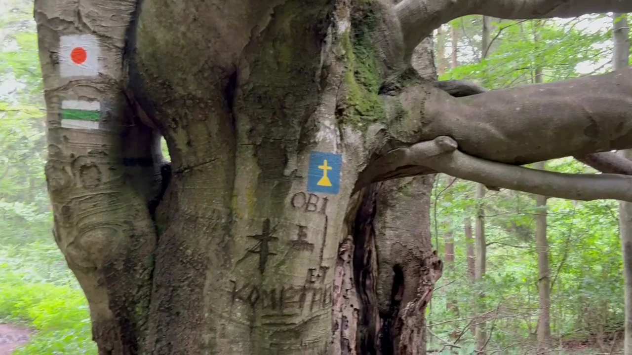 A St James pilgrimage marker painted on a tree beside ordinary hiking trail markings.