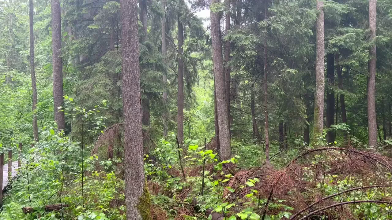 Ancient forest at Białowieża
