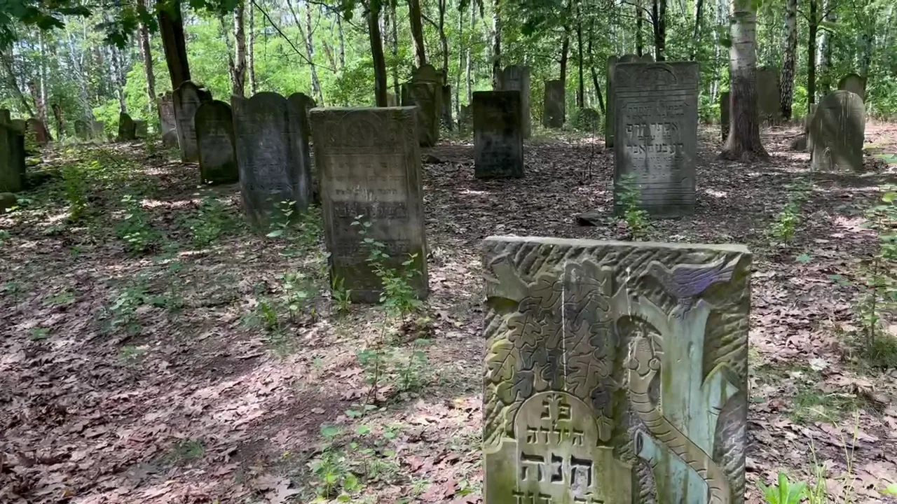 Surviving Hebrew-inscribed gravestones in the woodland of Bródno Jewish Cemetery