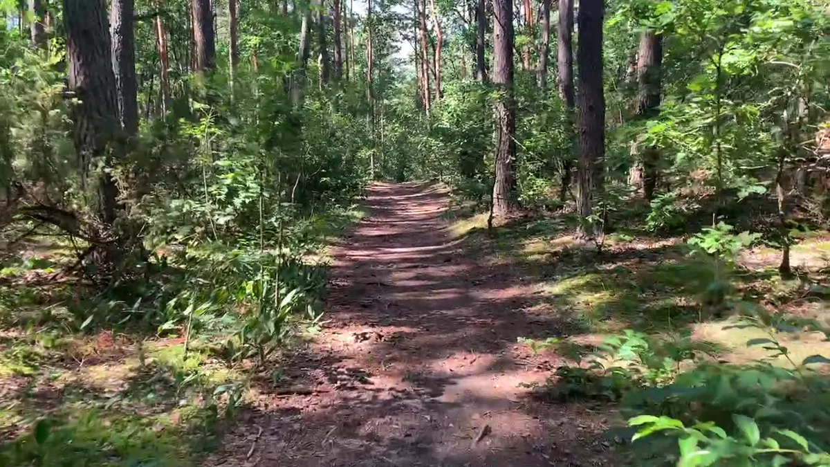 Original Brit in Poland photograph: Kampinos National Park