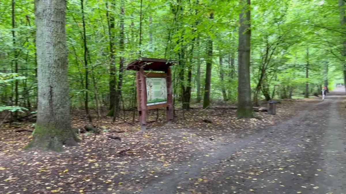 Original Brit in Poland photograph: Kabaty Forest