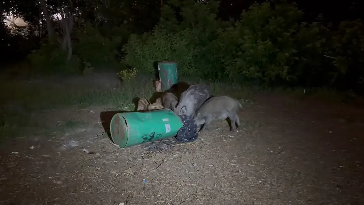 Family of wild boars investigating overturned bins during a Warsaw riverside barbecue