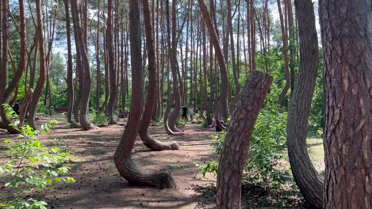 Crooked Forest